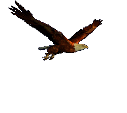 animierte Grafik eines fliegenden Adlers